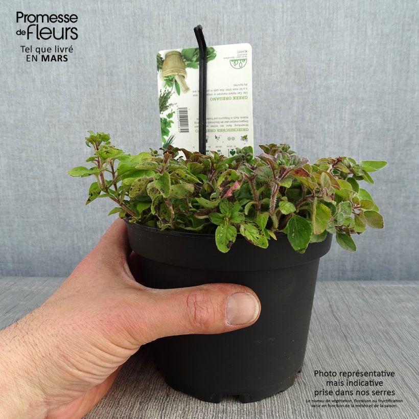 Spécimen de Origan vert ou grec - Origanum heracleoticum (vulgare subsp. hirtum) Pot de 1,5L/2L tel que livré en hiver