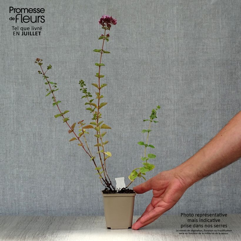 Spécimen de Origanum hybride Rosenkuppel, Origan, Marjolaine Godet de 8/9 cm tel que livré en été