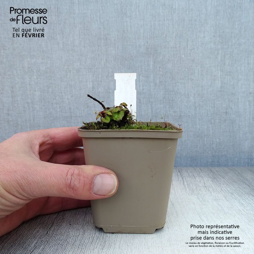 Spécimen de Origanum hybride Rosenkuppel, Origan, Marjolaine Godet de 8/9 cm tel que livré en hiver