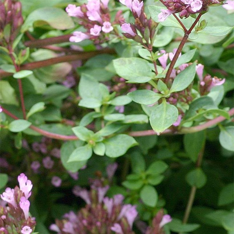 Origanum laevigatum Herrenhausen - Origan pourpre - Marjolaine (Feuillage)