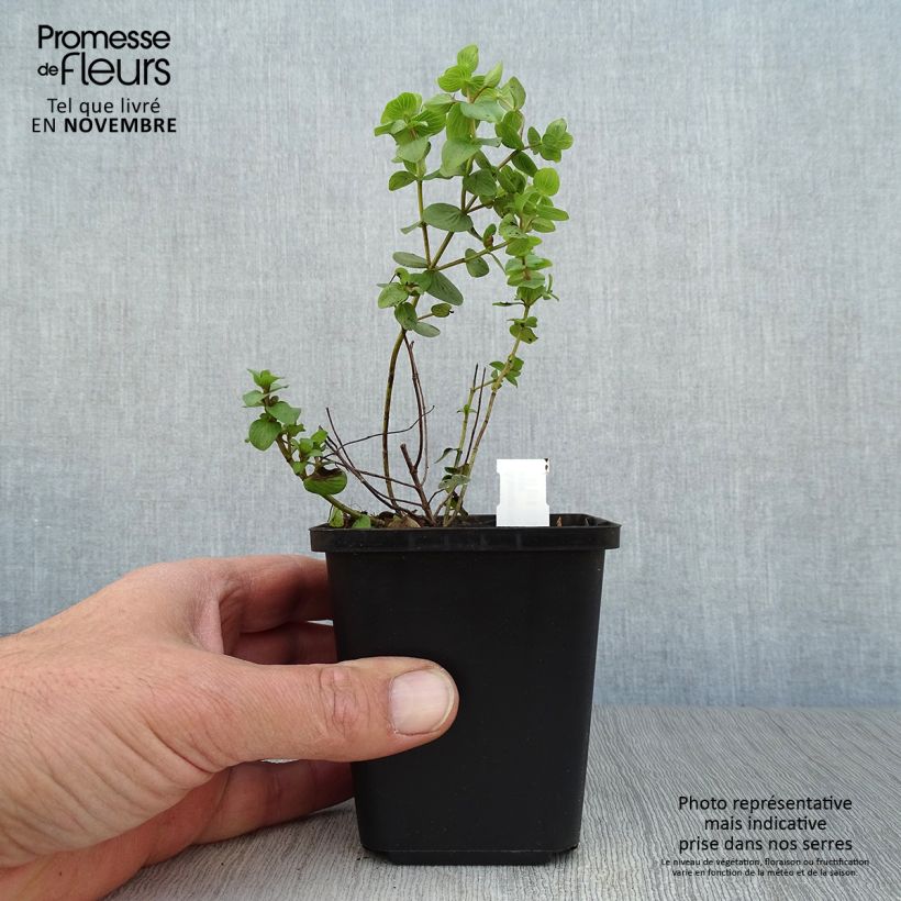 Spécimen de Origanum rotundifolium Kent Beauty - Origan, Marjolaine Godet de 8/9 cm tel que livré en automne