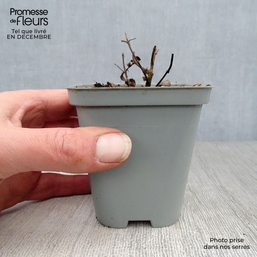 Spécimen de Origanum rotundifolium Kent Beauty - Origan, Marjolaine Godet de 8/9 cm tel que livré en hiver