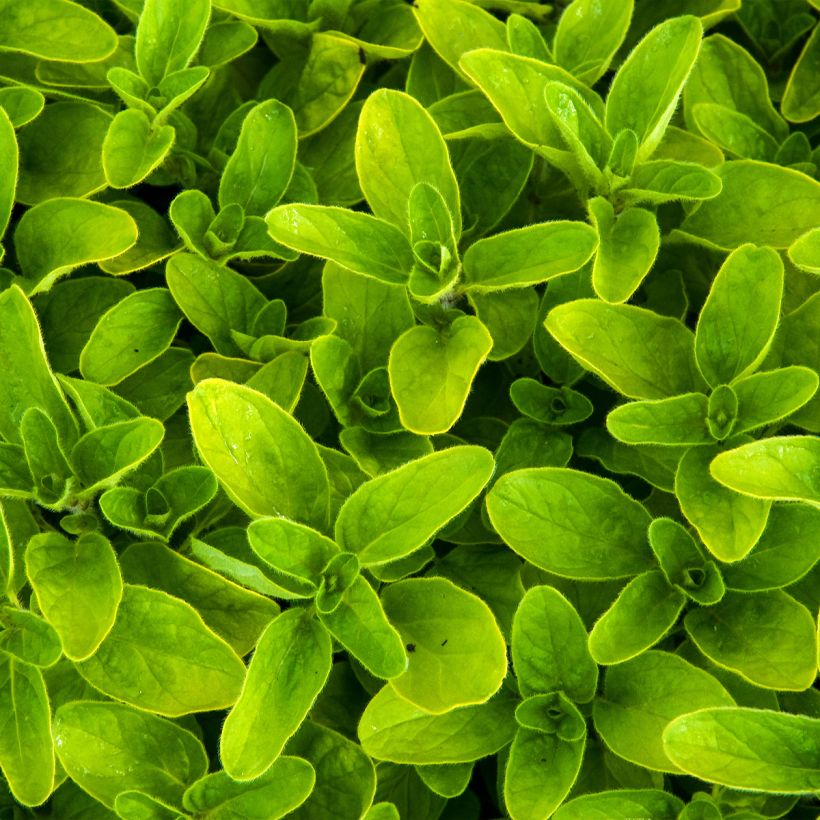 Origanum vulgare Thumbles Variety - Origan commun doré (Feuillage)