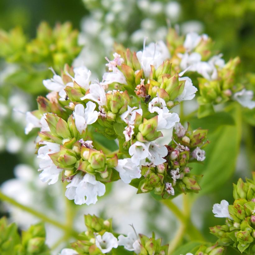 Origanum vulgare Thumbles Variety - Origan commun doré (Floraison)