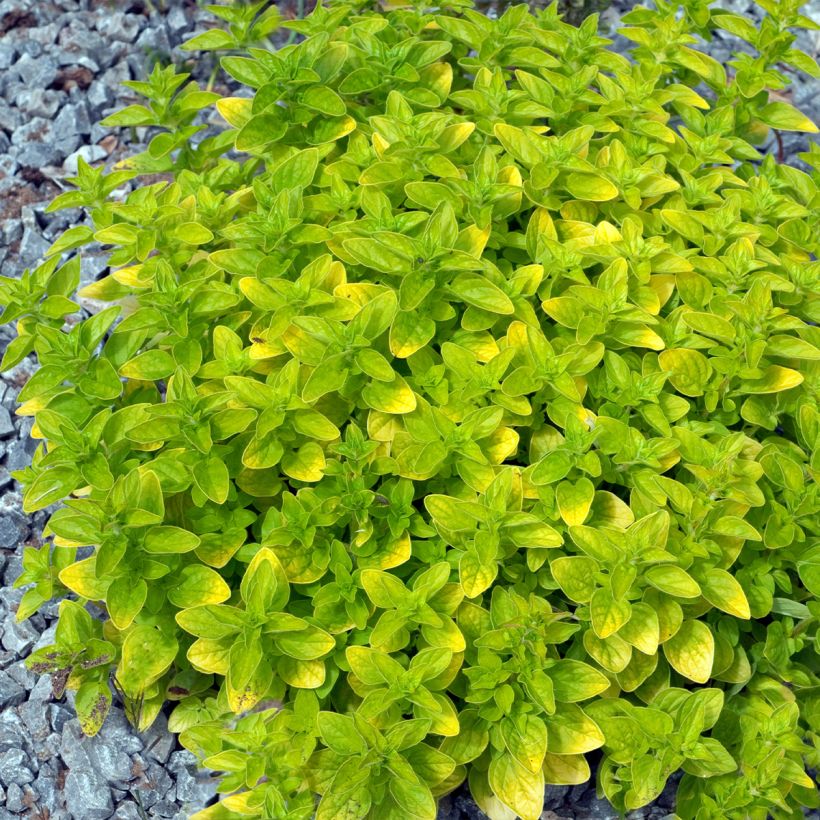 Origanum vulgare Thumbles Variety - Origan commun doré (Port)
