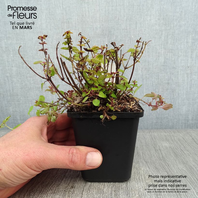 Spécimen de Origanum vulgare Thumbles Variety - Origan commun doré Godet de 8/9 cm tel que livré en hiver