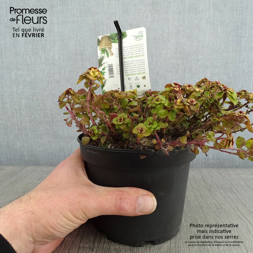 Spécimen de Origanum vulgare Thumbles Variety - Origan commun doré Pot de 1,5L/2L tel que livré en hiver