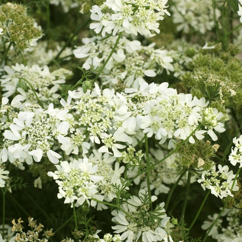 Orlaya grandiflora em sementes (Floração)