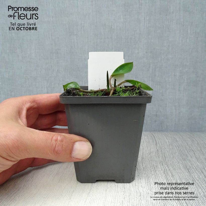Spécimen de Orontium aquaticum - oronce - plante bougie Godet de 8/9 cm tel que livré en automne