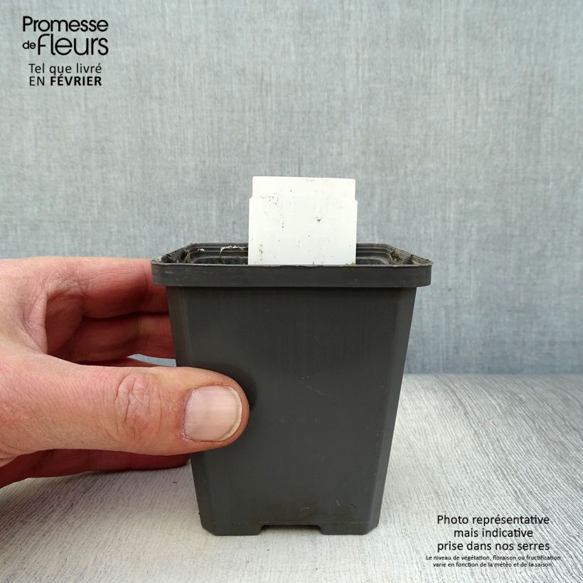 Spécimen de Orontium aquaticum - oronce - plante bougie Godet de 8/9 cm tel que livré en hiver