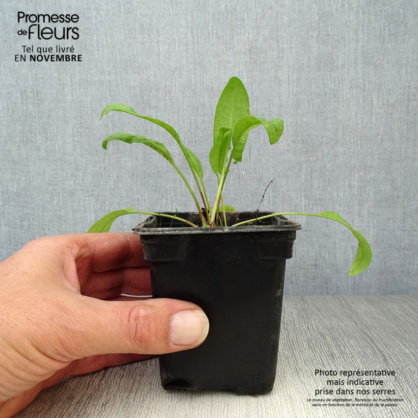 Spécimen de Oseille-Epinard BIO - Patience - Rumex patientia Godet de 8/9 cm tel que livré en automne