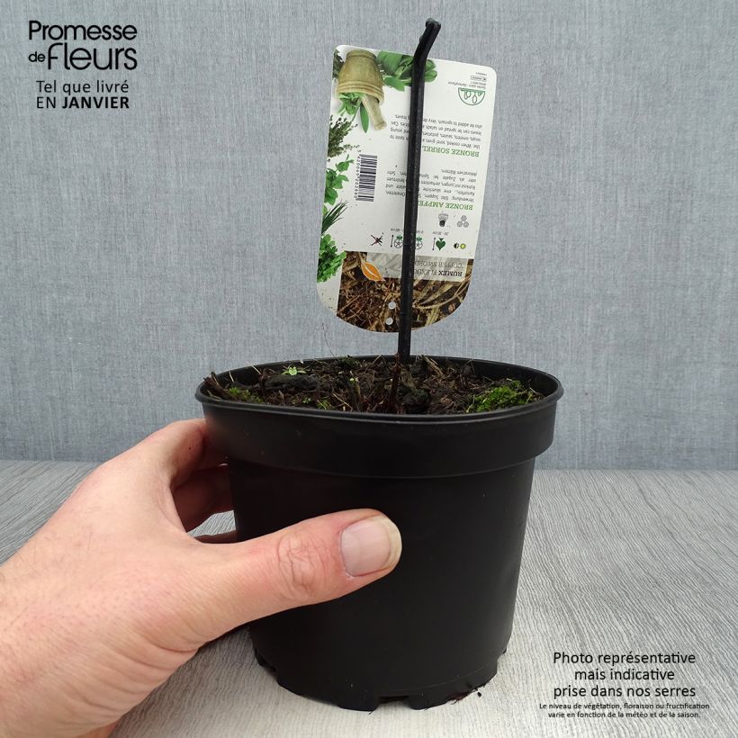 Spécimen de Oseille bronze - Rumex flexuosus Copper Sword Pot de 1,5L/2L tel que livré en hiver