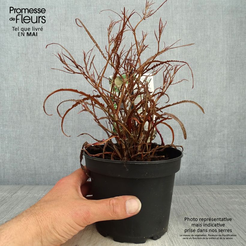 Spécimen de Oseille bronze - Rumex flexuosus Copper Sword Pot de 1,5L/2L tel que livré au printemps
