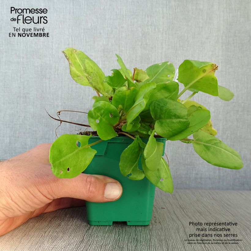 Spécimen de Oseille douce - Rumex scutatus en plants Pot de 10 cm/11cm tel que livré en automne