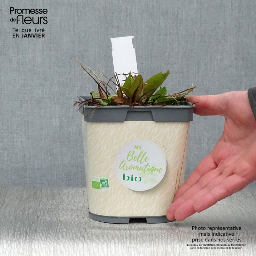 Spécimen de Oseille douce à feuilles rondes Bio - Rumex scutatus en plants Bio Pot de 1L/1,5L tel que livré en hiver