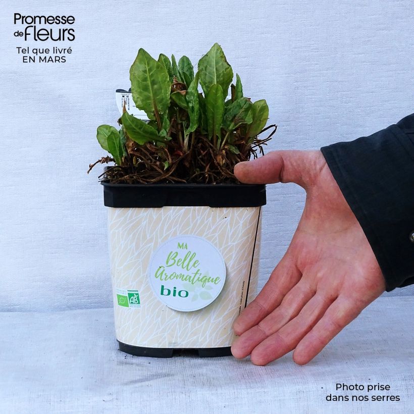 Spécimen de Oseille douce à feuilles rondes Bio - Rumex scutatus en plants Bio Pot de 1L/1,5L tel que livré au printemps