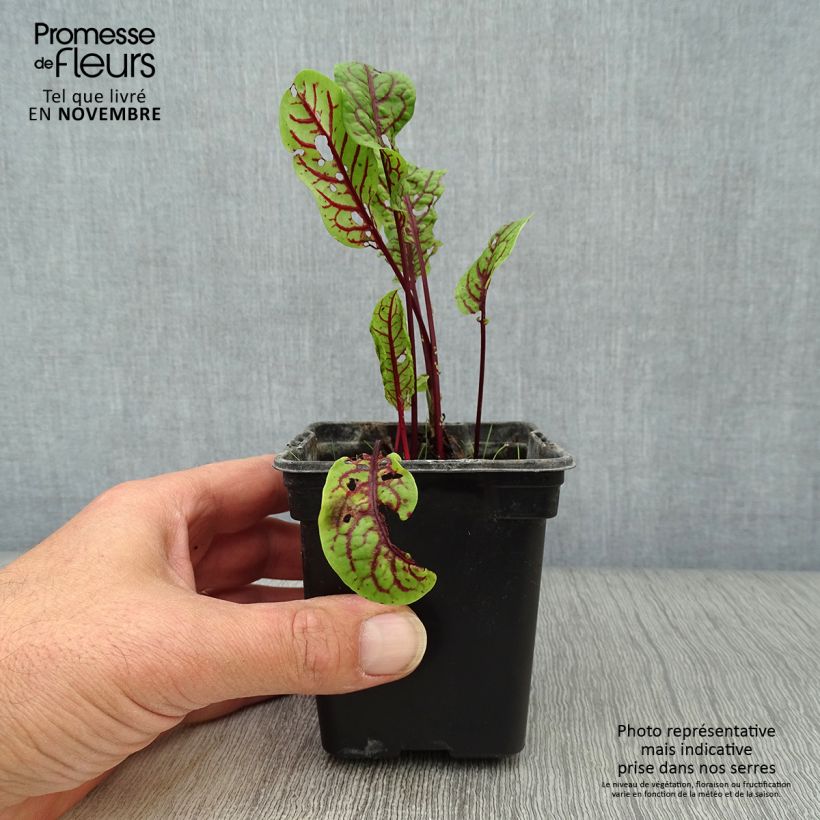 Spécimen de Oseille sanguine - Rumex sanguineus Godet de 8/9 cm tel que livré en automne