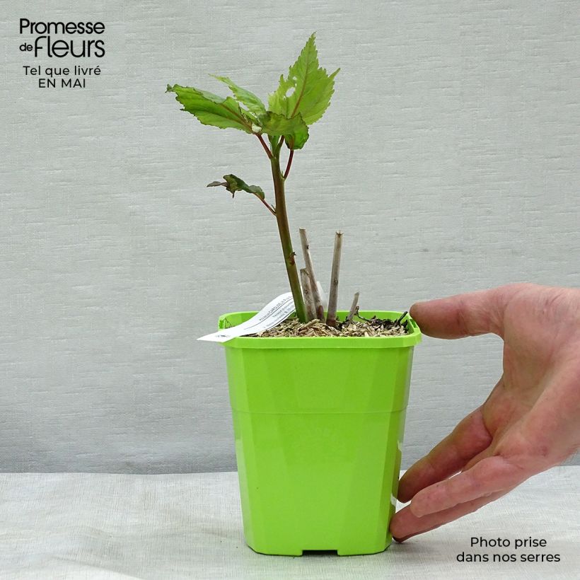 Spécimen de Oseille sauvage - Rumex acetosa Godet de 8/9 cm tel que livré au printemps