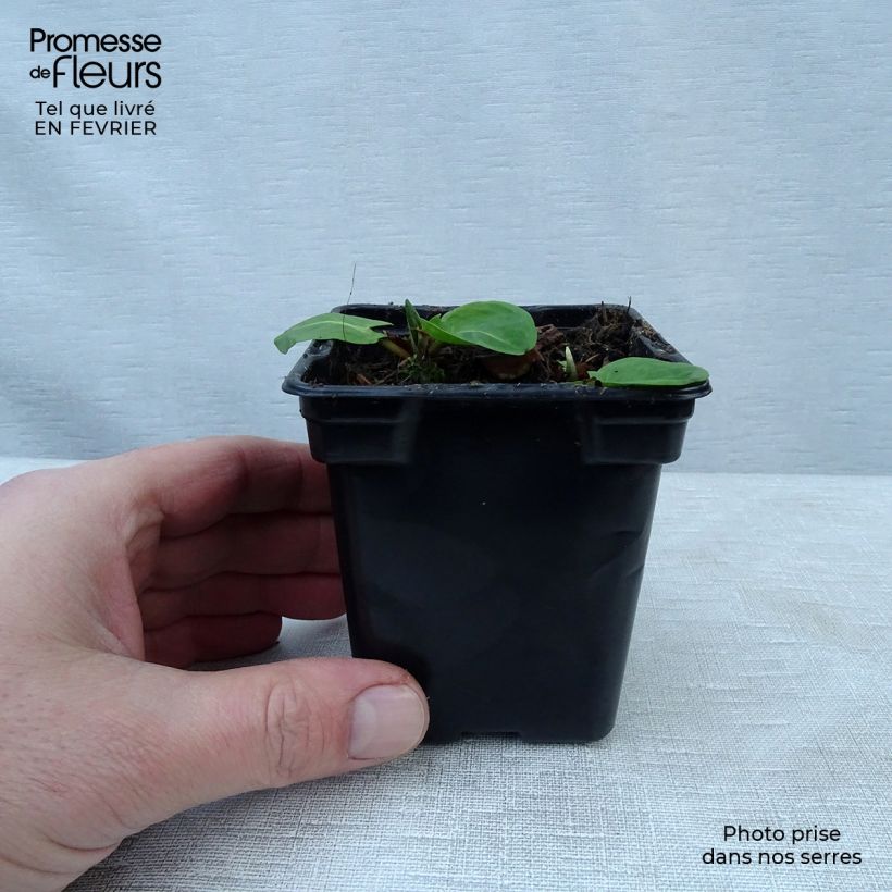 Spécimen de Oseille vierge - Rumex arifolius Godet de 8/9 cm tel que livré en hiver