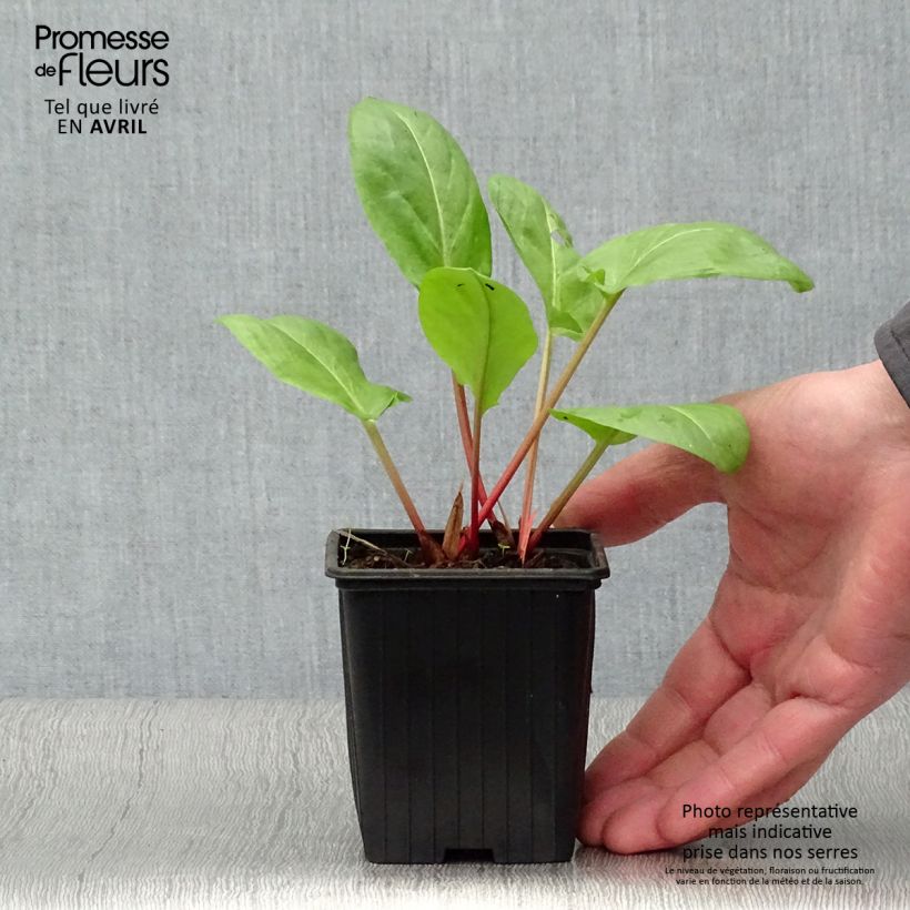 Spécimen de Oseille vierge - Rumex arifolius Godet de 8/9 cm tel que livré au printemps