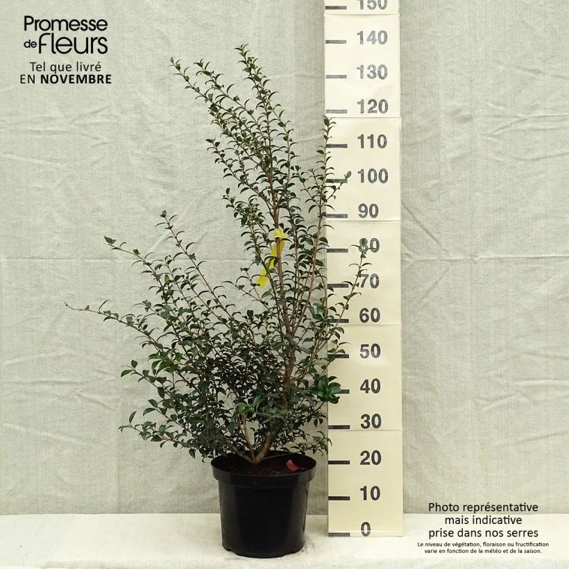 Spécimen de Osmanthus burkwoodii Pot de 6L/7L tel que livré en automne