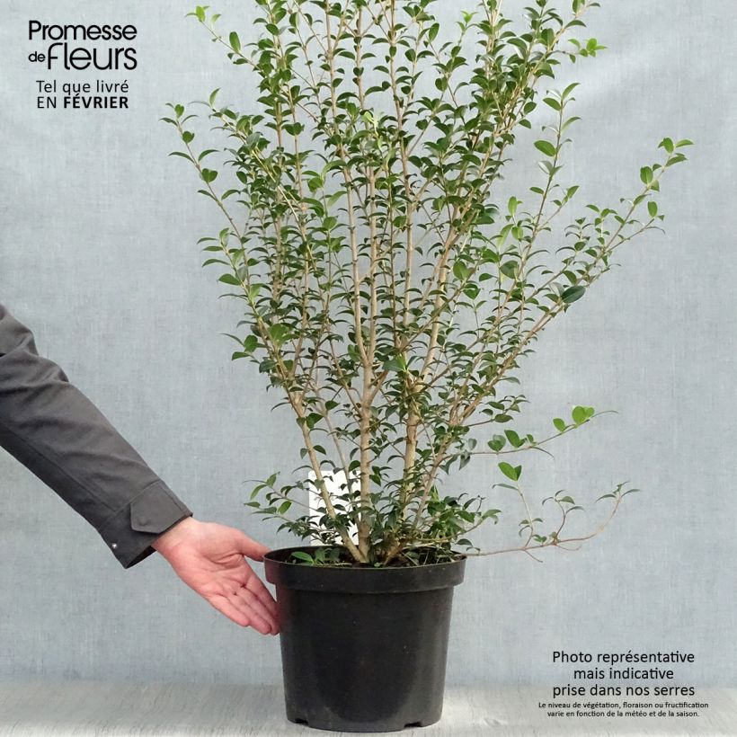 Spécimen de Osmanthus burkwoodii Pot de 4L/5L tel que livré en hiver