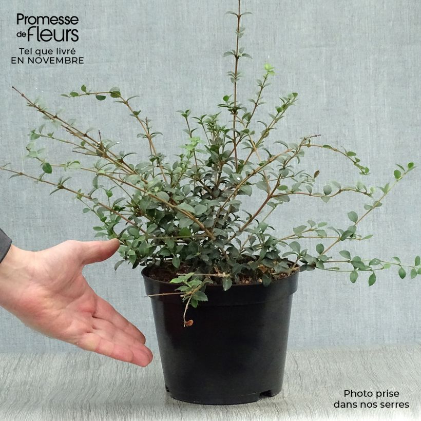 Spécimen de Osmanthus delavayi - Osmanthe de Delavay Pot de 2L/3L tel que livré en automne