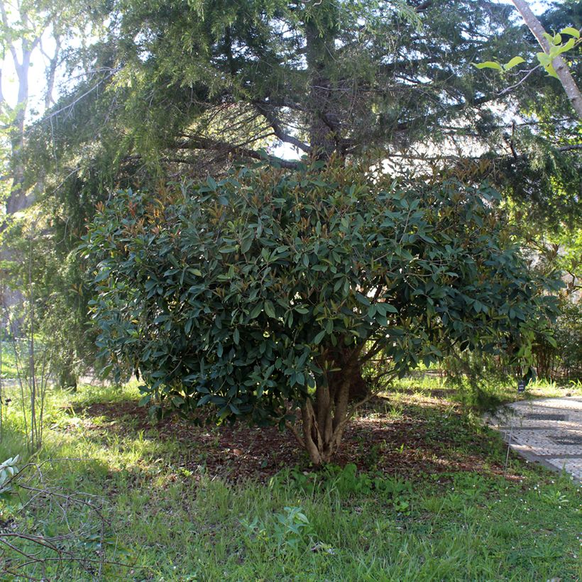 Osmanthus fragans - Osmanthe parfumé (Port)