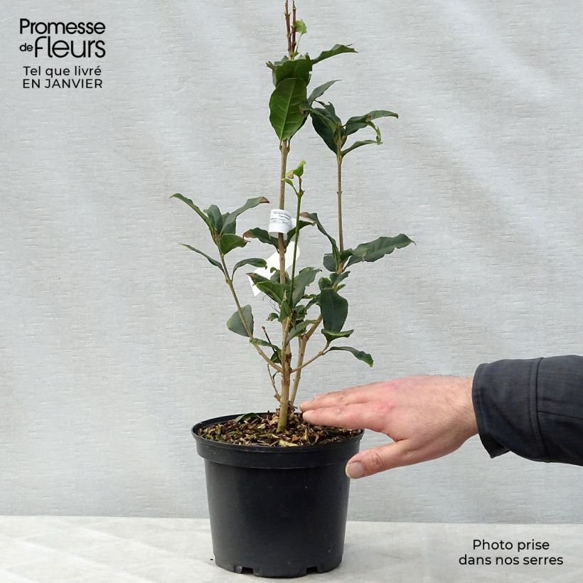 Spécimen de Osmanthus fragrans Aurantiacus - Osmanthe parfumé Pot de 2L/3L tel que livré en hiver