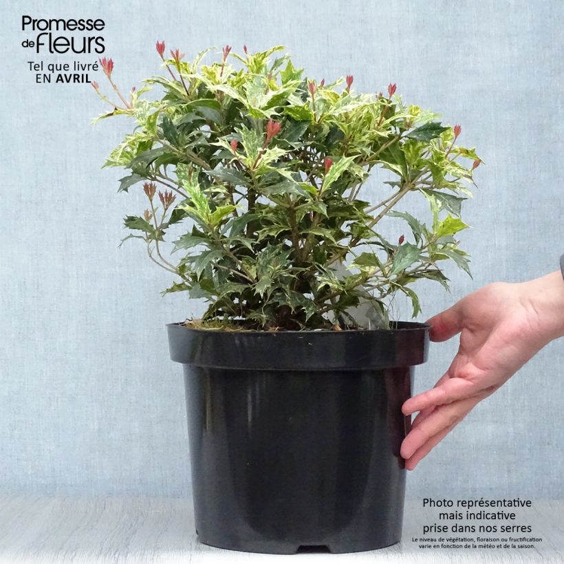 Spécimen de Osmanthus heterophyllus tricolor Pot de 4L/5L tel que livré au printemps