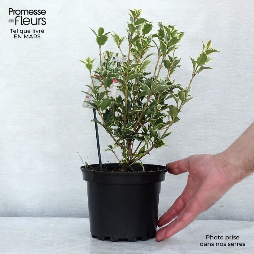 Spécimen de Osmanthus heterophyllus Variegatus - Osmanthe panaché Pot de 2L/3L tel que livré en hiver