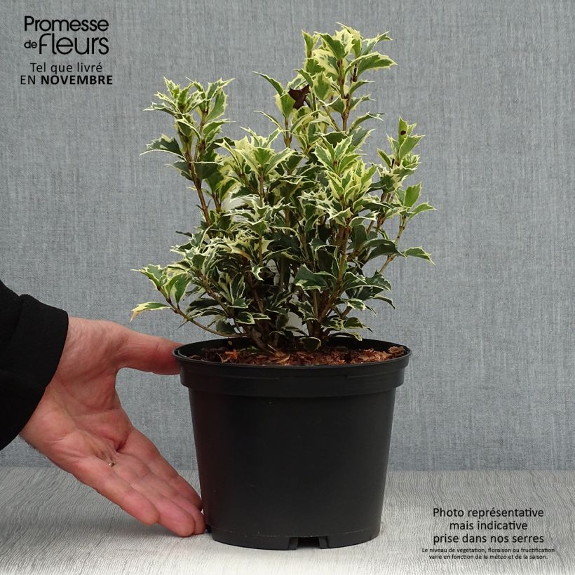 Spécimen de Osmanthus heterophyllus Variegatus - Osmanthe panaché Pot de 2L/3L tel que livré en automne