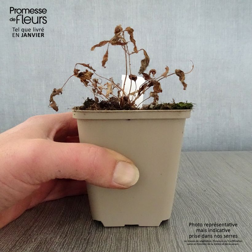 Spécimen de Osmunda japonica - Fougère Godet de 8/9 cm tel que livré en hiver