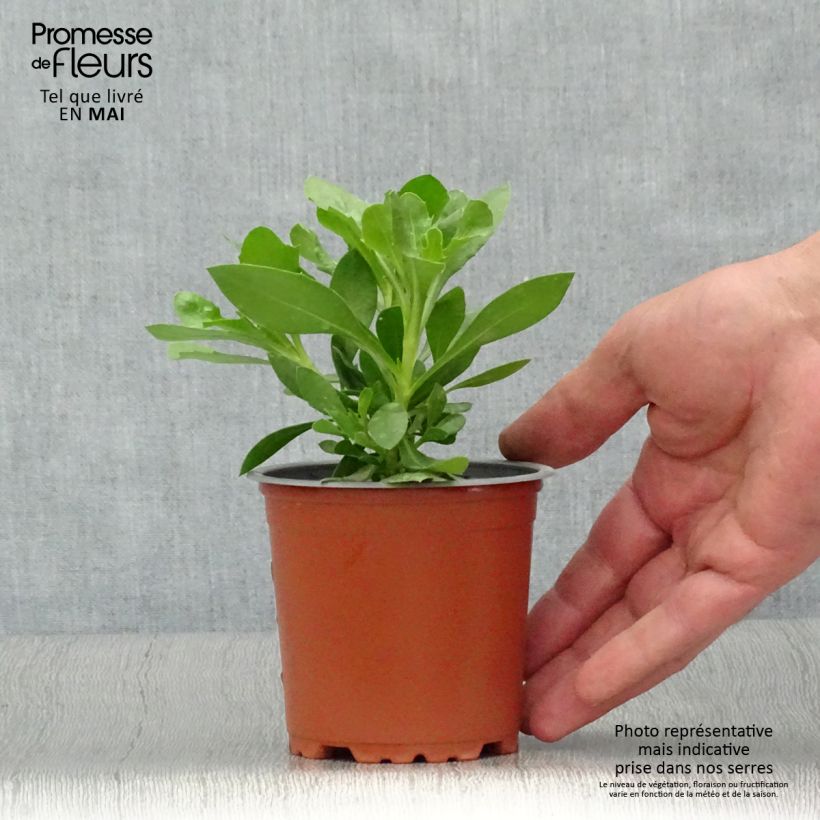 Spécimen de Osteospermum Summersmile Cream Pot de 10 cm/11cm tel que livré au printemps
