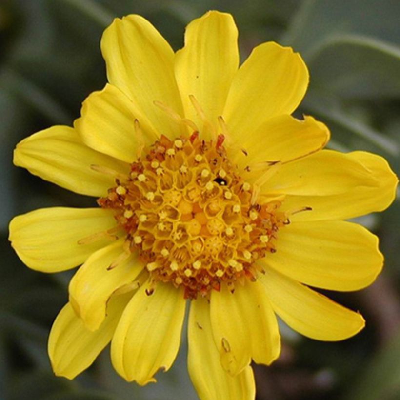 Othonna ou Othonnopsis cheirifolia - Othonne à feuilles de giroflée (Floraison)