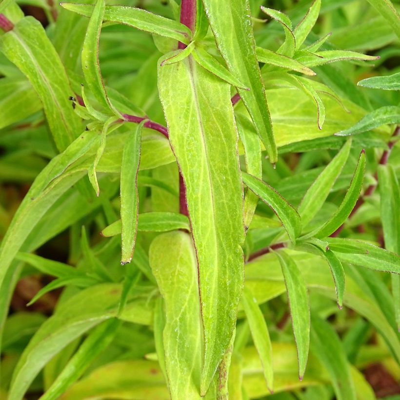 Penstemon Sour Grapes (Folhagem)