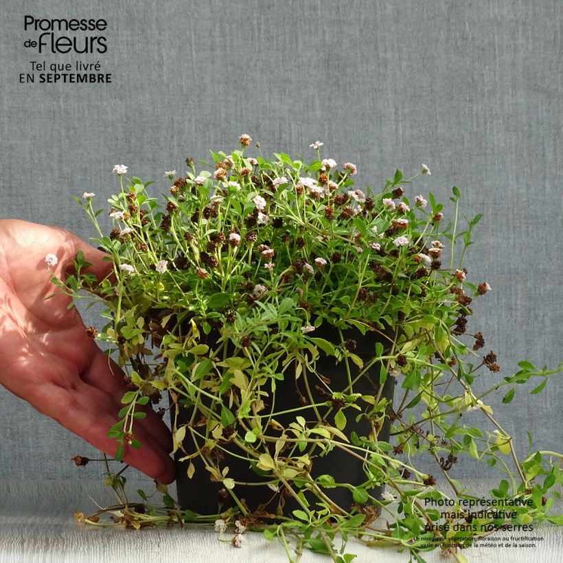 Spécimen de Phyla ou Lippia nodiflora - Verveine nodulaire Pot de 2L/3L tel que livré en automne