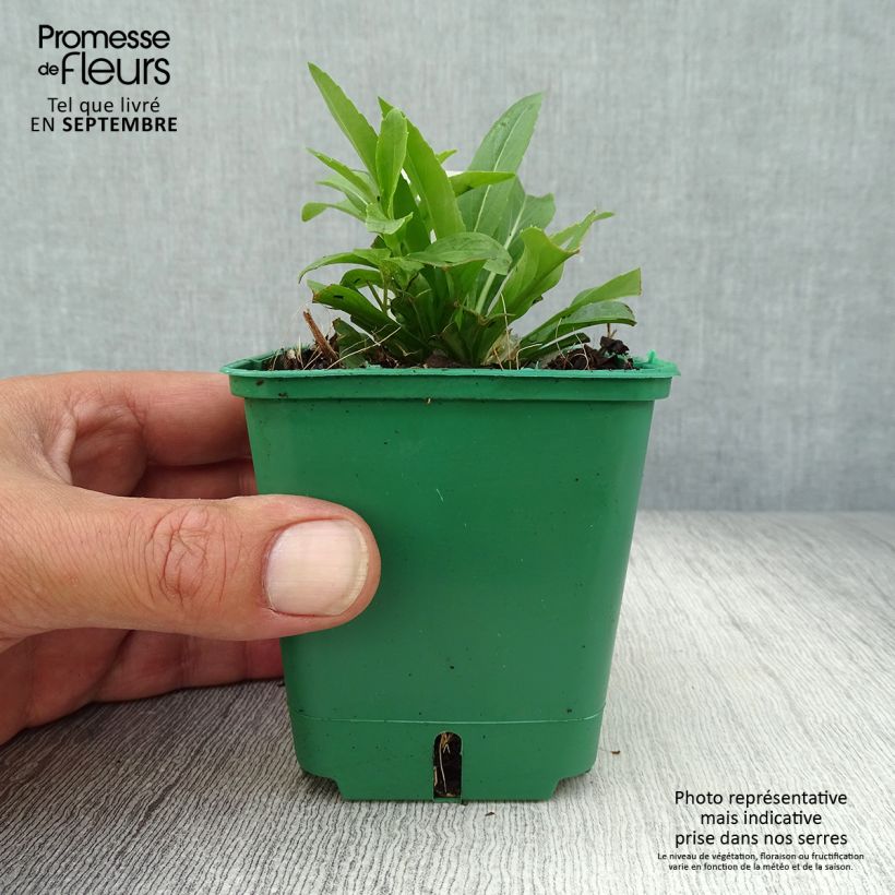 Spécimen de Physostegia virginiana Alba - Cataleptique blanche Godet de 8/9 cm tel que livré en automne
