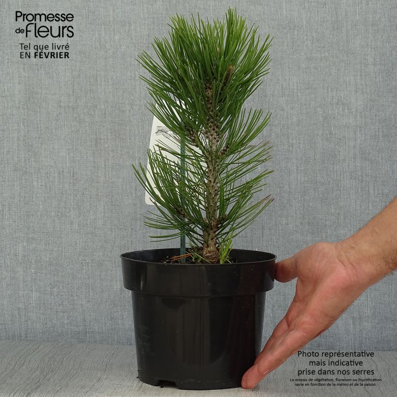 Spécimen de Pin de Bosnie - Pinus heldreichii Malinkii Pot de 2L/3L tel que livré en automne