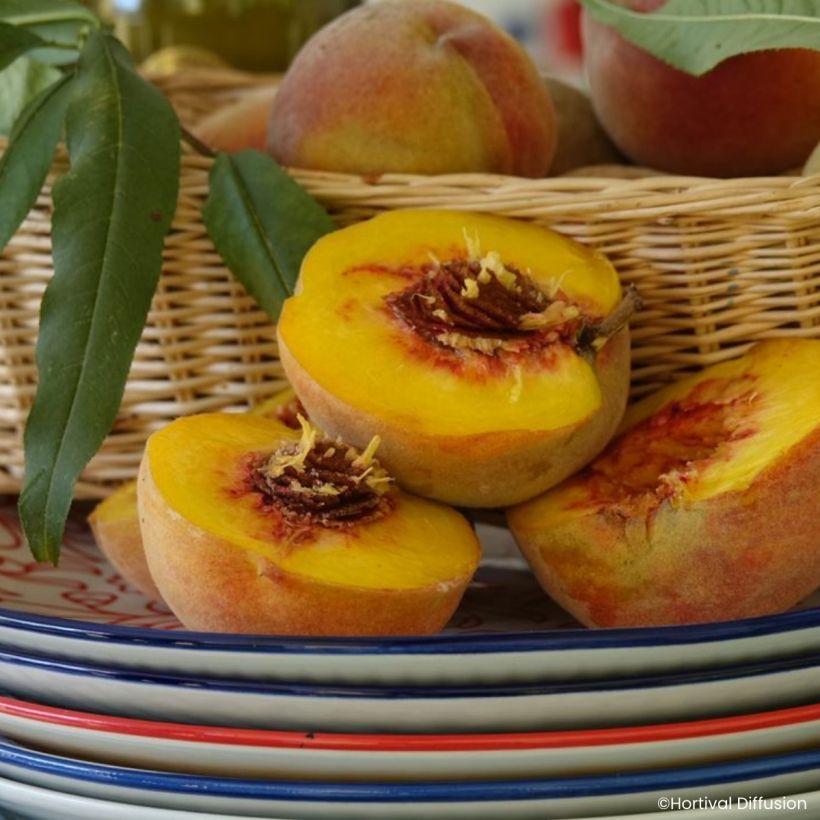 Pêcher Golden Caesar - Pêche de vigne (Récolte)