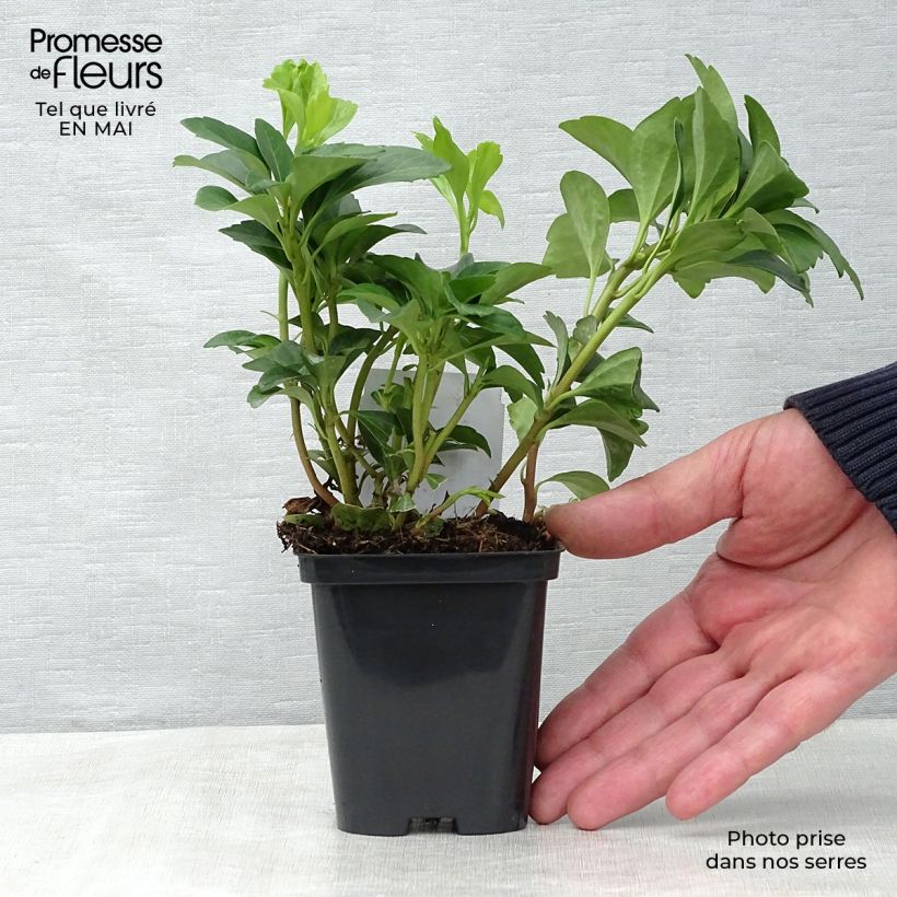 Spécimen de Pachysandra terminalis Godet de 8/9 cm tel que livré au printemps