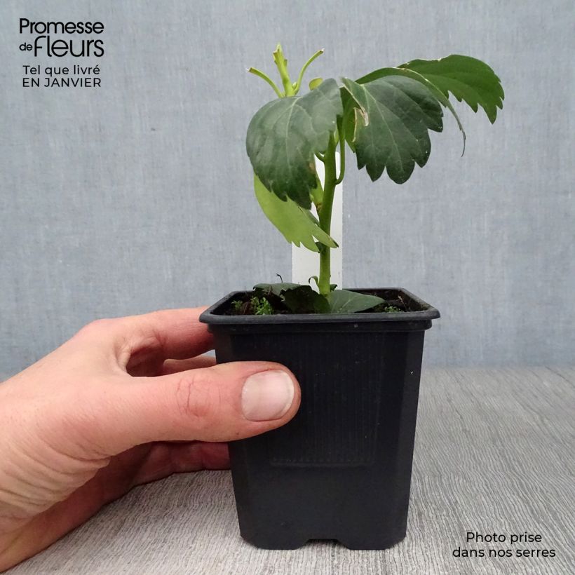 Spécimen de Pachysandra terminalis Green Carpet Godet de 8/9 cm tel que livré en hiver