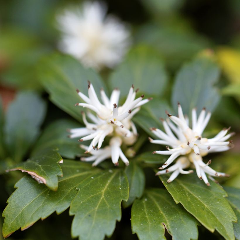 Pachysandra terminalis Green Carpet (Floraison)