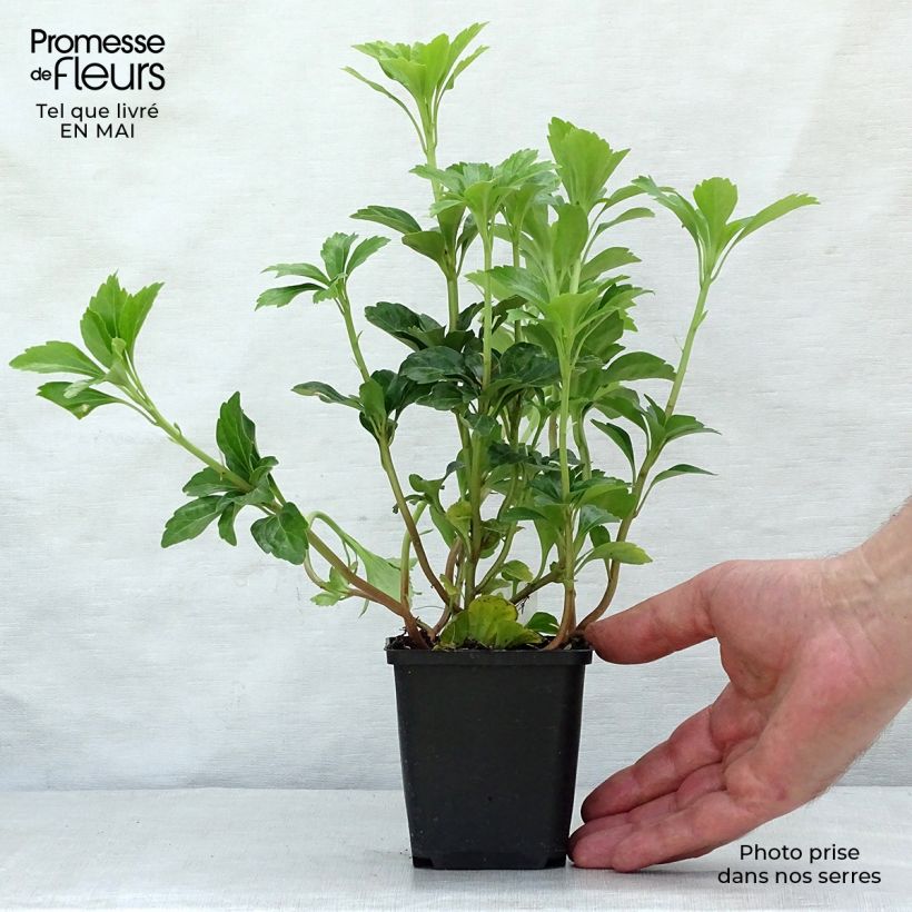 Spécimen de Pachysandra terminalis Green Sheen Godet de 8/9 cm tel que livré au printemps