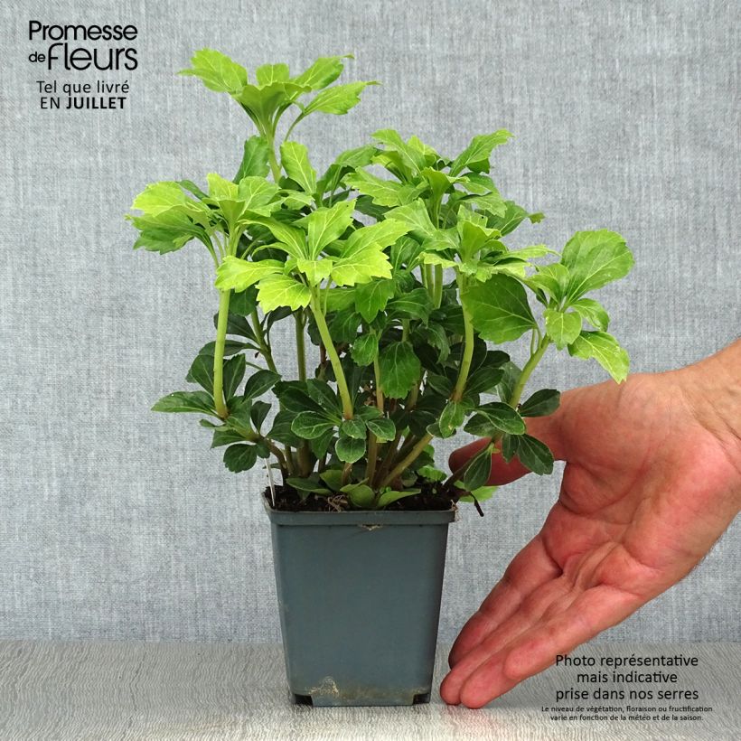Spécimen de Pachysandra terminalis Green Sheen Godet de 8/9 cm tel que livré en été