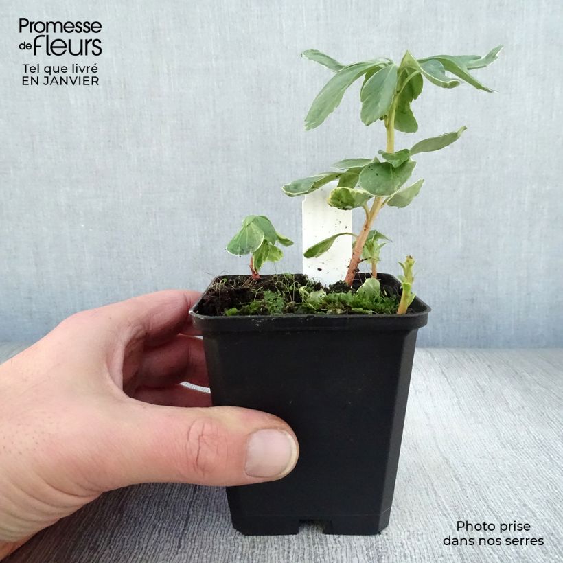 Spécimen de Pachysandra terminalis Variegata Godet de 8/9 cm tel que livré en hiver