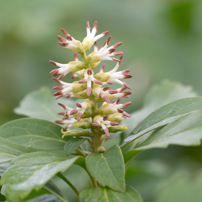Pachysandra terminalis (Floraison)