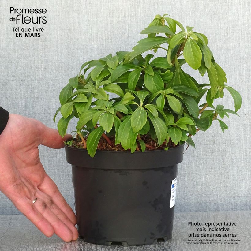Spécimen de Pachysandra terminalis Pot de 2L/3L tel que livré en hiver
