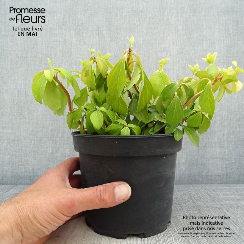 Spécimen de Pachysandra terminalis Pot de 2L/3L tel que livré au printemps