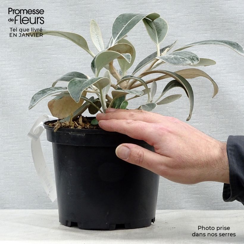 Spécimen de Pachystégia insignis Daizea - Marguerite de Nouvelle-Zélande Pot de 2L/3L tel que livré en hiver